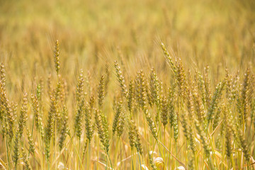 黄金色に色づいた収穫前の小麦畑