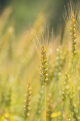 黄金色に色づいた収穫前の小麦畑