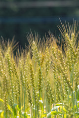 色づく前の小麦畑
