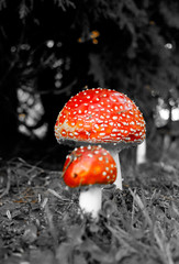 Fliegenpilz (Amanita muscaria)