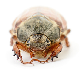Chafer isolated on white
