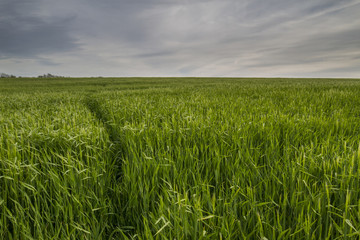 tracks in crop field