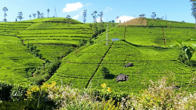 mountain tea plantation in Sri Lanka 4k
