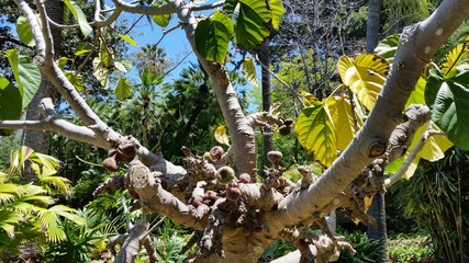 Botanischer Garten