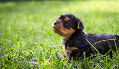 Yorkshire puppy