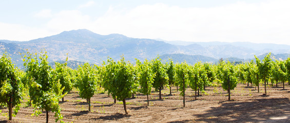 wine country