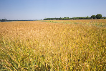 黄金色に色づいた収穫前の小麦畑