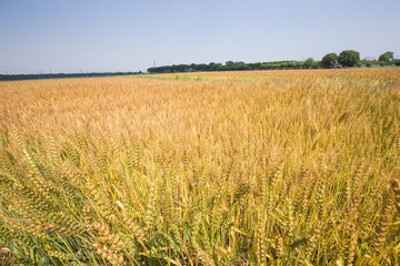 黄金色に色づいた収穫前の小麦畑