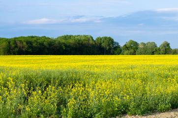 rapeseed field