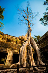 Naklejka premium Ta Prohm temple Angkor Wat