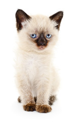 Kitten on a white background