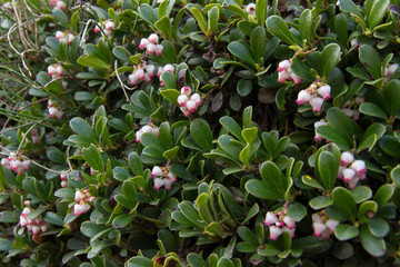 Plant  Bearberry Leaves, Arctostaphylos uva-ursi