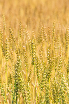 黄金色に色づいた収穫前の小麦畑 © Yoshinori Okada