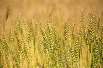 黄金色に色づいた収穫前の小麦畑