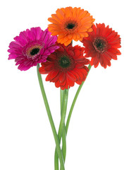Gerbera / Beautiful gerbera flowers over a white background
