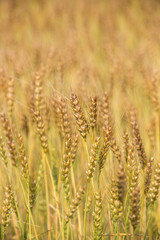 黄金色に色づいた収穫前の小麦畑