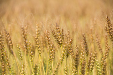 黄金色に色づいた収穫前の小麦畑