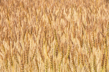 黄金色に色づいた収穫前の小麦畑