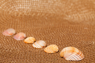 shells - Muscheln auf Bastmatte