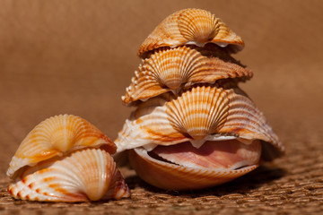 shells - Muscheln auf Bastmatte