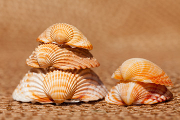 shells - Muscheln auf Bastmatte