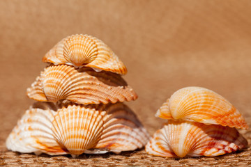 shells - Muscheln auf Bastmatte