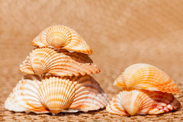 shells - Muscheln auf Bastmatte