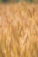 黄金色に色づいた収穫前の小麦畑