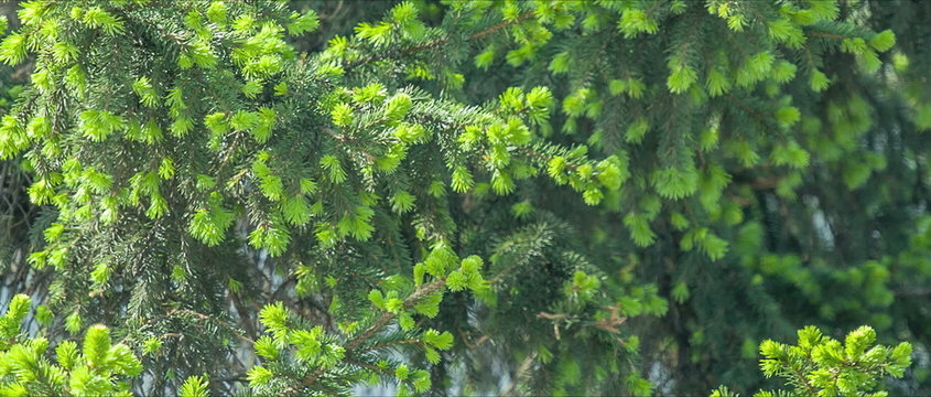 Fir tree with young green needles.
