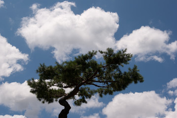 Pine Trees & Clouds