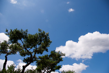 Pine Trees & Clouds