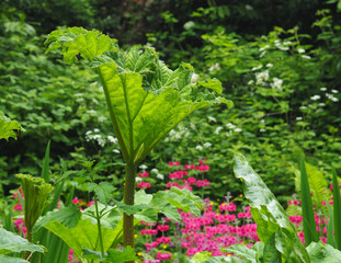 Gunnera