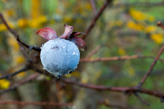 Single date-plum,Caucasian persimmon, or lilac persimmon

