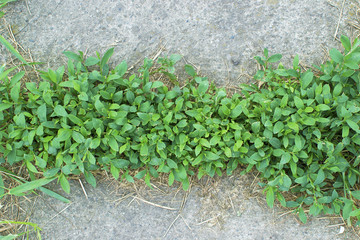 weeds growing in pavement