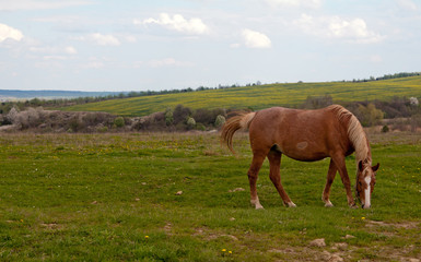 Obraz premium horse and field