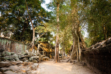 Fototapeta na wymiar Ta Prohm temple Angkor Wat