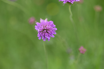fiore di campo viola rosa fiori macro 