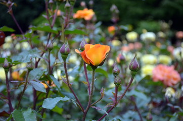 orange Rose