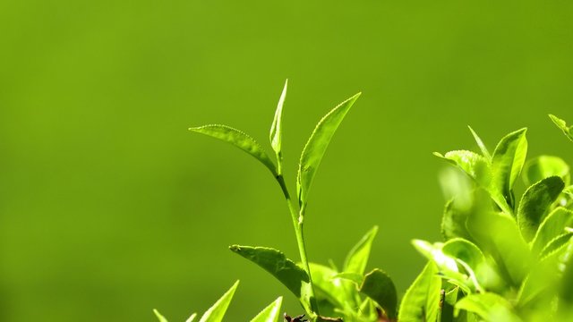 tea plants close-up in Sri Lanka 4k
