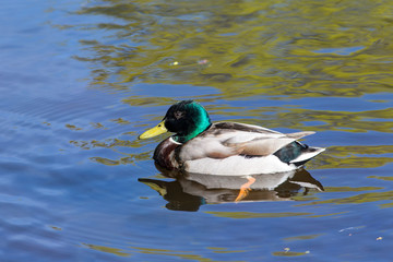 duck closeup