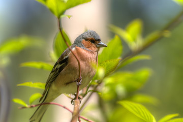 chaffinch in spring