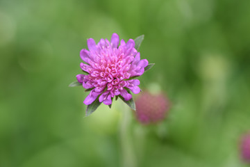 Obraz premium fiore di campo viola rosa fiori macro 