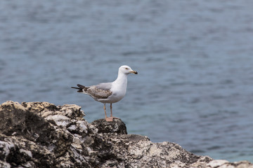 Seagull on a rock