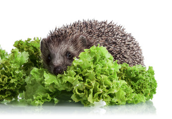 Hedgehog in lettuce leaves