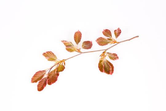 Pink Beech Branch Isolated