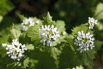 Small wild white flowers
