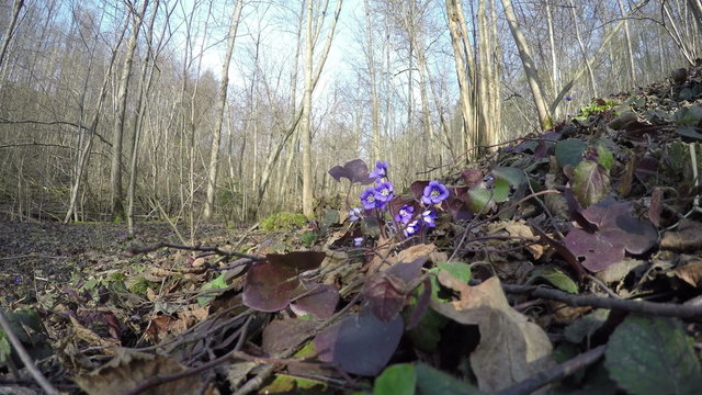 spring flower hepatica grow in forest between dry leaves. 4K