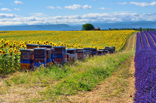 Provence landscape with apiary