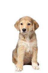 Mixed Breed Ginger Puppy Sits Isolated on White