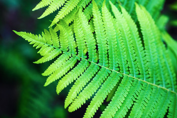Leaf of fern